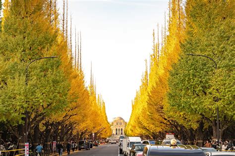 銀杏